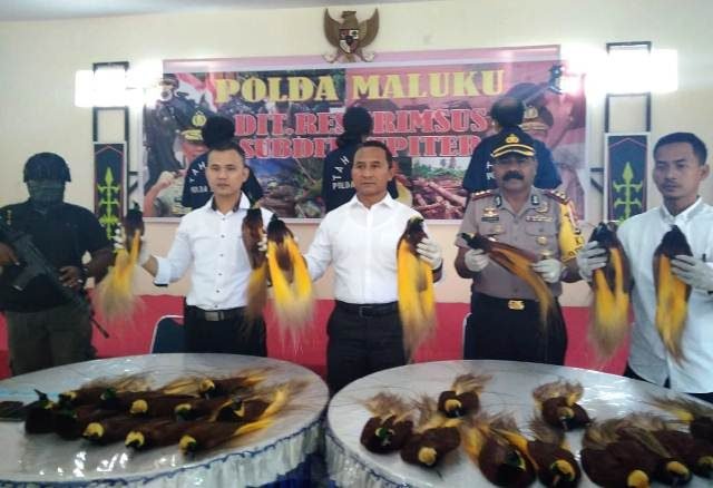 Ditkrimsus Polda Maluku dan Polres Aru gagalkan penjualan puluhan satwa langka burung cendrawasih yang diawetkan di Dobo. 