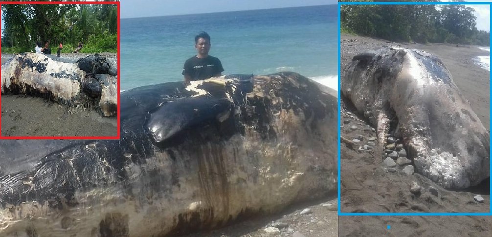 Bangkai ikan paus terdampar di pantai perbatasan Desa Lapela dan Desa Naiyet,  Kecamatan Siwalalat,  Kabupaten Seram Bagian 