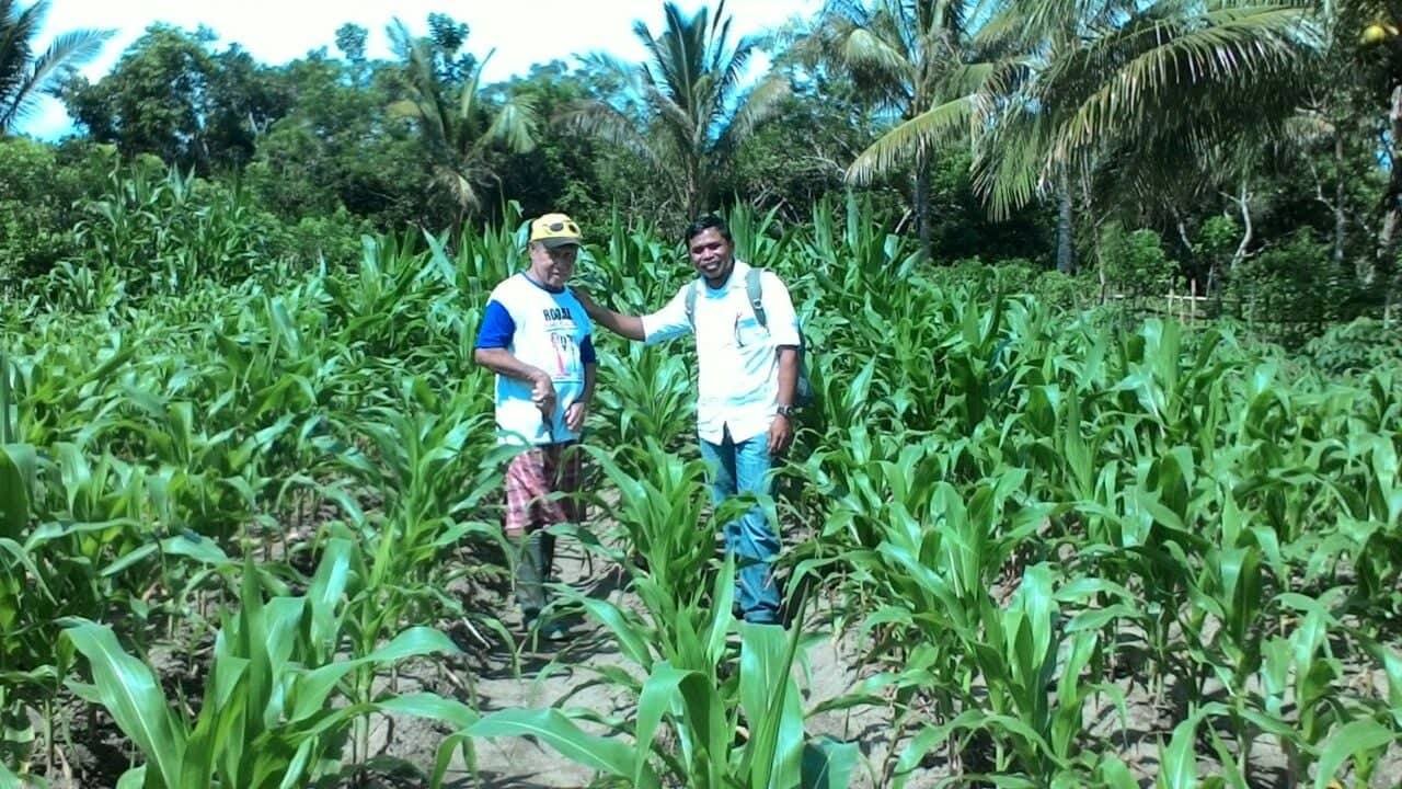 Petani   Binaan Program SOLID di Desa Hatusua, ketika didampingi oleh Pendamping Program SOLID dalam proses pembinaan.