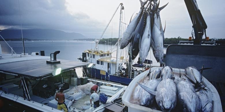 Aktifitas pemuatan ikan di kapal, dalam proses ekspor ke beberapa negara tujuan