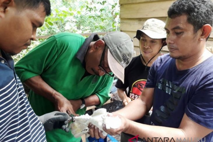 Petugas BKSDA Maluku siap melepaskan seekor Kakatua Tanimbar ke alam bebas sebagai upaya pelestarian unggas khas tersebut 