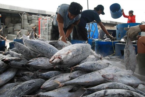Proses eksport ikan yang dilakukan di Palabuhan Aru, kabupaten Aru, Provinsi Maluku