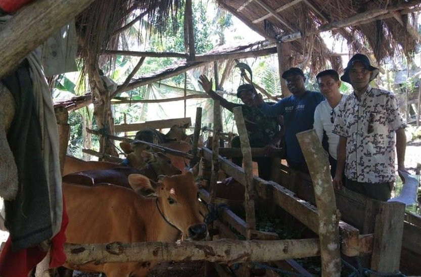 Tim Pengawal dan Pengaman Pemerintahan serta Pembangunan Daerah (TP4D) melakukan pemeriksaan terhadap proyek pengadaan bibit ternak sapi dan kambing di di Kabupaten Seram Bagian Barat, Kota Tual dan Kabupaten Malra (Foto Humas Pemprov Maluku)  