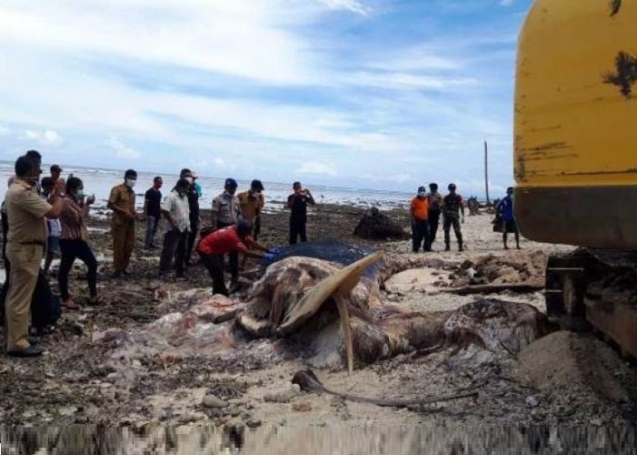 Petugas Balai Konservasi Sumber Daya Alam (BKSDA) menguburkan bangkai ikan paus biru (Balaenotpera Musculus) yang ditemukan terdampar dan mati di pesisir pantai Jikumarasa Kecamatan Lilialy, kabupaten Pulau Buru, Senin (14/1). Mamalia laut raksasa tersebut ditemukan warga pada Sabtu (12/1) memiliki panjang 18 meter dan lebar 1,5 meter. (BKSDA Maluku)
