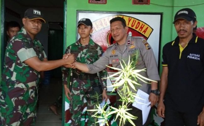 Satgas TNI menyerahkan 10 pot tanaman ganja yang ditemukan di dalam hutan di Haruku, Maluku Tengah kepada Polisi
