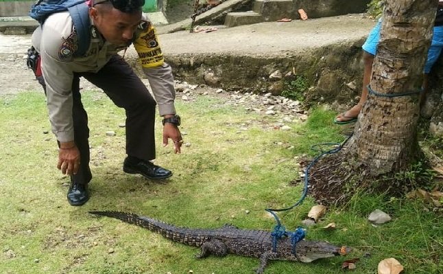 Warga Desa Mamala, Kecamatan Leihitu Kabupaten Maluku Tengah mengingat seekor buaya di Pohon Kelapa setelah hewan reptil itu ditangkap di kali Air Besar di desa tersebut, Rabu (13/3/2019)