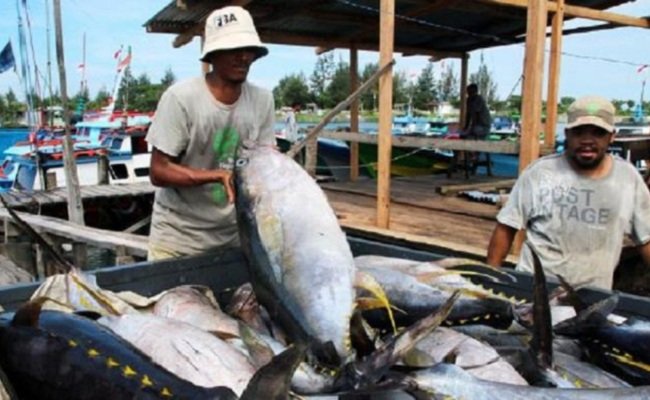 Ilustrasi : Nelayan mempersiapkan hasil tangkapan ikan tuna untuk proses ekspor.
