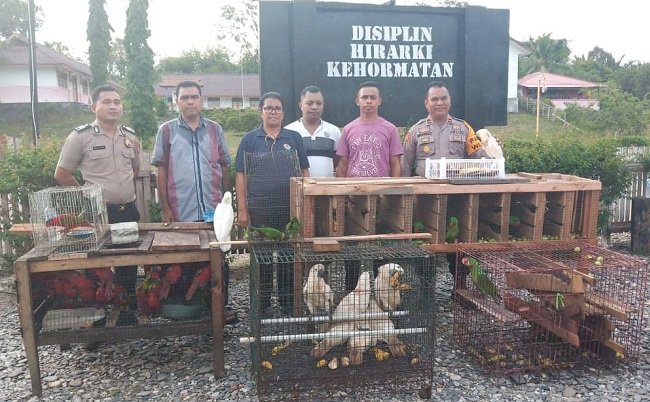 Sebanyak 74 ekor burung endemik Maluku berhasil diamankan BKSDA dan Polsek Elpaputih yang siap diselundupkan ke Pulau Jawa. Puluhan burung ini diamankan dari salah seorang pelaku di Desa Samasuru, Kecamatan Elpaputih (FOTO : BERITABETA.COM) 