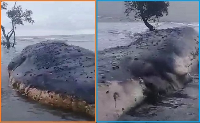 Ikan Paus Raksasa Terdampar di Pantai Dusun Waso Pulau Saparua, Kabupaten Maluku Tengah 