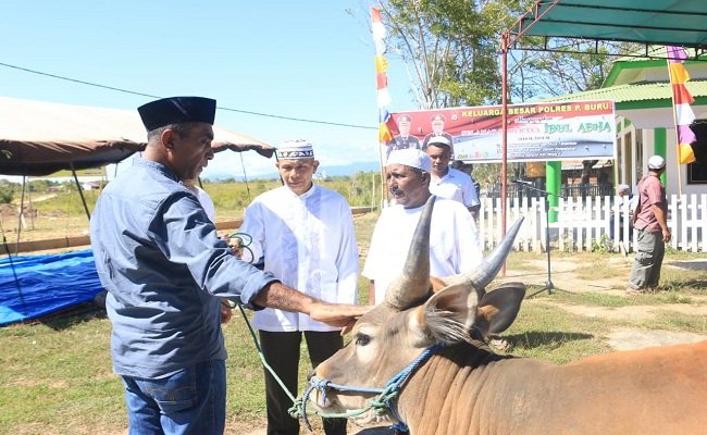 Penyaluran hewan kurban dari Polres Pulau Buru kepada masyarakat di beberapa lokasi, dilakukan oleh Wakapolres Buru Kompol, Bachri Hehanussa, Minggu (11/8/2019).