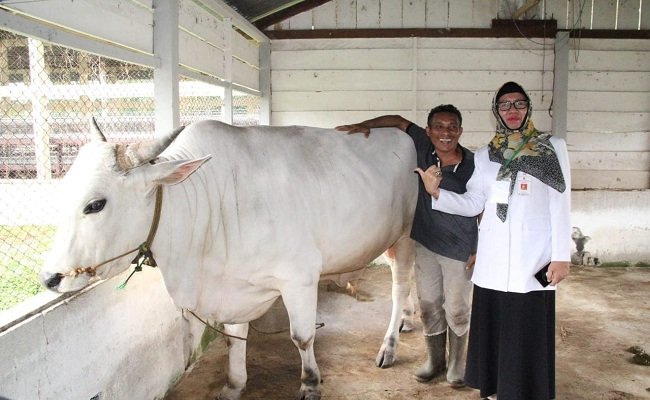 Kapala Dinas Pertanian Provinsi Maluku, Diana Padang, saat menerima sapi qurban jenis “Ongole” bantuan Presiden RI Joko Widodo yang akan diserahkan di Masjid Raya Al-Fatah Ambon, bersamaan dengan sapi qurban dari Gubernur Maluku Irjen Pol (Purn) Drs. Murad Ismail (FOTO: Humas Pemprov Maluku)  