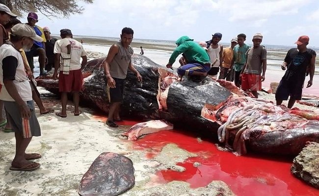 Sejumlah warga mengambil daging ikan paus saat terdampar di pantai Desa Moain, Kecamatan Serwaru, Kabupaten Maluku Barat Daya (MBD) Maluku. (FOTO: FB Victor Leksair, Minggu siang (6/10/2019)