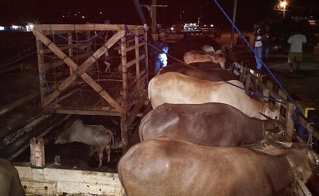 Proses pengiriman sapi melalui Pelabuhan Namlea, Kabupaten Buru (FOTO: BERITABETA.COM)