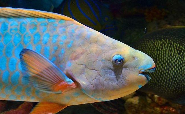 Ikan kakatua (parrotfish)