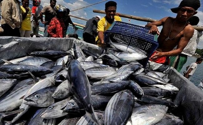 ILUSTRASI : Ekspor ikan tuna dari Maluku