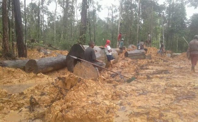 Kondisi hutan Sabuai, Kecamatan Siwalalat, Kabupaten Seram Bagian Timur yang menjadi lokus penebangan kayu 
