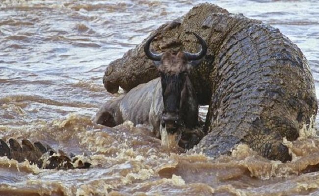 Gustave buaya monster saat menelan seekor banten di sungai Ruzizi di bagian tengah Afrika