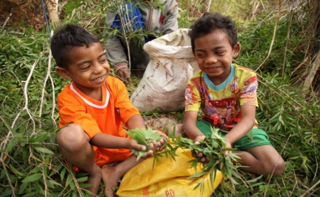 Dua anak di Pulau Buru memang daun kayu putih yang dipanen untuk diolah sebagai minyak