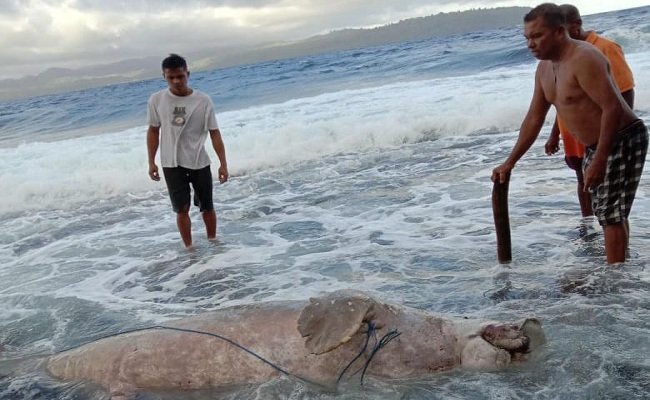 Seekor Dugong ditemukan mati terdampar, di pesisir Pantai Negeri Tengah-Tengah, Kecamatan Salahutu, Kabupaten Maluku Tengah (Malteng), Rabu (22/7/2020).