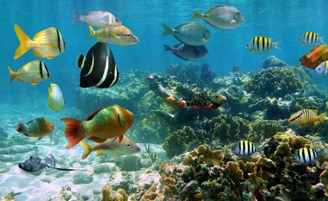 Ragam jenis ikan di dasar laut