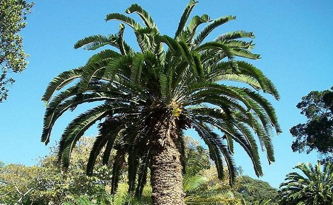 Sikas woodii (Encephalartos woodii) batang asli di Durban Botanic Gardens