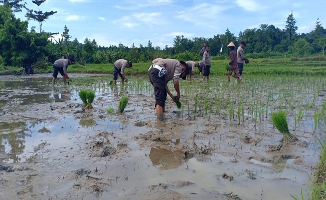 Polsek Pasanea, Kecamatan Seram Utara Barat, Kabupaten Maluku Tengah, bergerak membantu masyarakat menanam padi, di Desa Pasanea, Kamis (26/11/2020). Foto: Istimewa