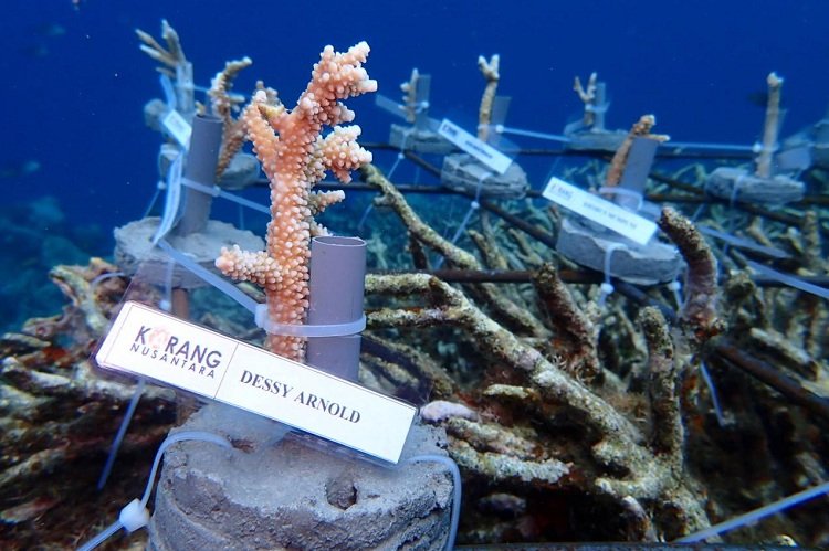 Bibit karang yang diberi lebel nama Dessy Arnold dalam kegiatan transplanting karang yang dilakukan di pantai Telepuai Negeri Morella, Kecamatan Leihitu, Kabupaten Maluku Tengah pada 27 Maret 2021 (Foto : Istimewa)