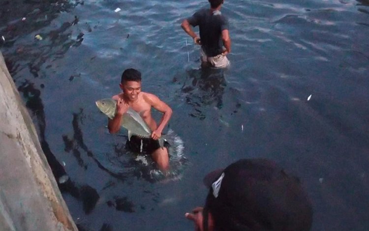 Sejumlah warga berebut menangkap ikan bubara yang terperangkap di Sungai Batu Merah Kota Ambon, Sabtu (1/5/2021) (Foto : Istimewa)