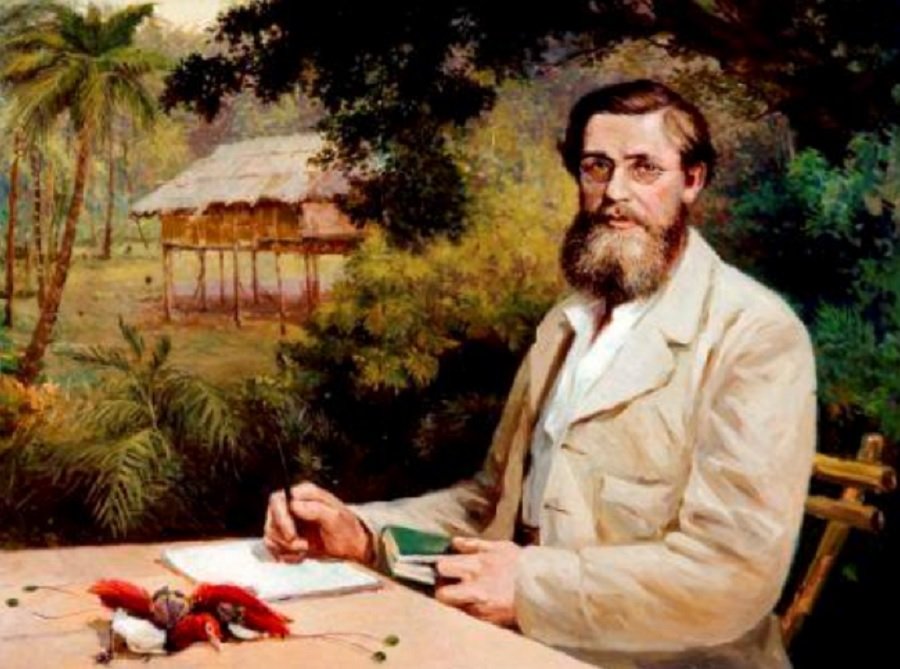 Lukisan menggambarkan Alfred Russel Wallace di meja kerjanya dengan dua spesimen burung cenderawasih. Di latar belakang tampak gubuk yang menjadi pondokannya di tepi hutan belantara Papua. (Sumber : www.bellerbyandco.com)