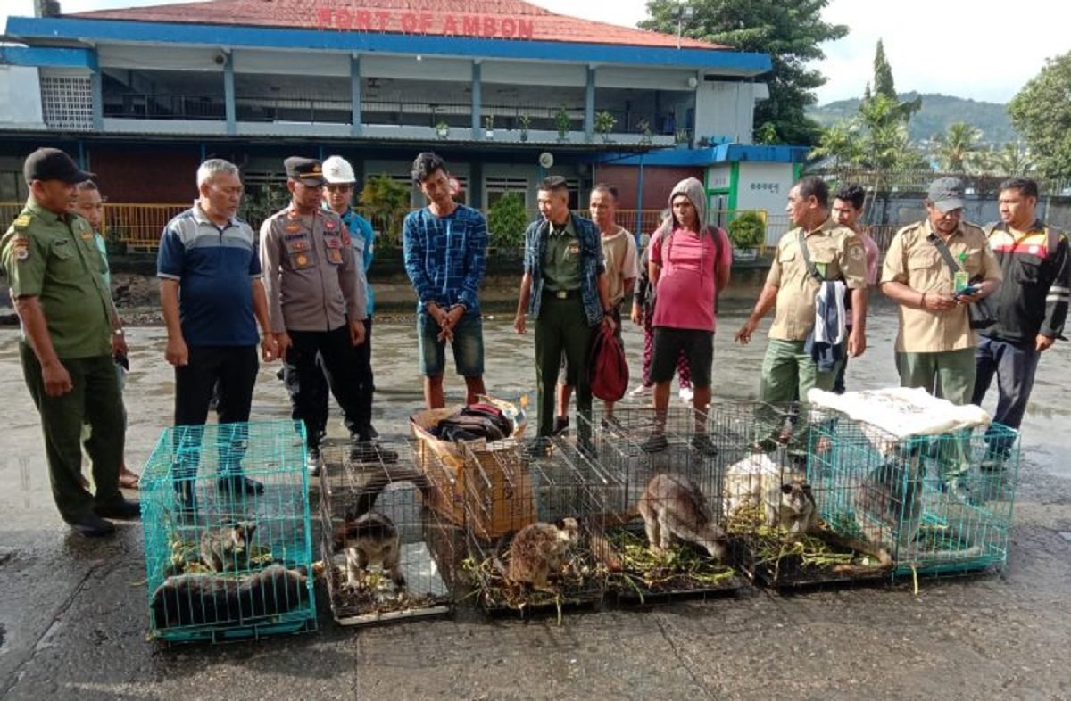 7 ekor kanguru Papua saat diamankan Polsek Kawasan Pelabuhan Yos Sudarso Ambon.