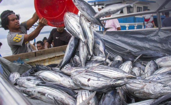 Hasil Tangkapan Nelayan Maluku
