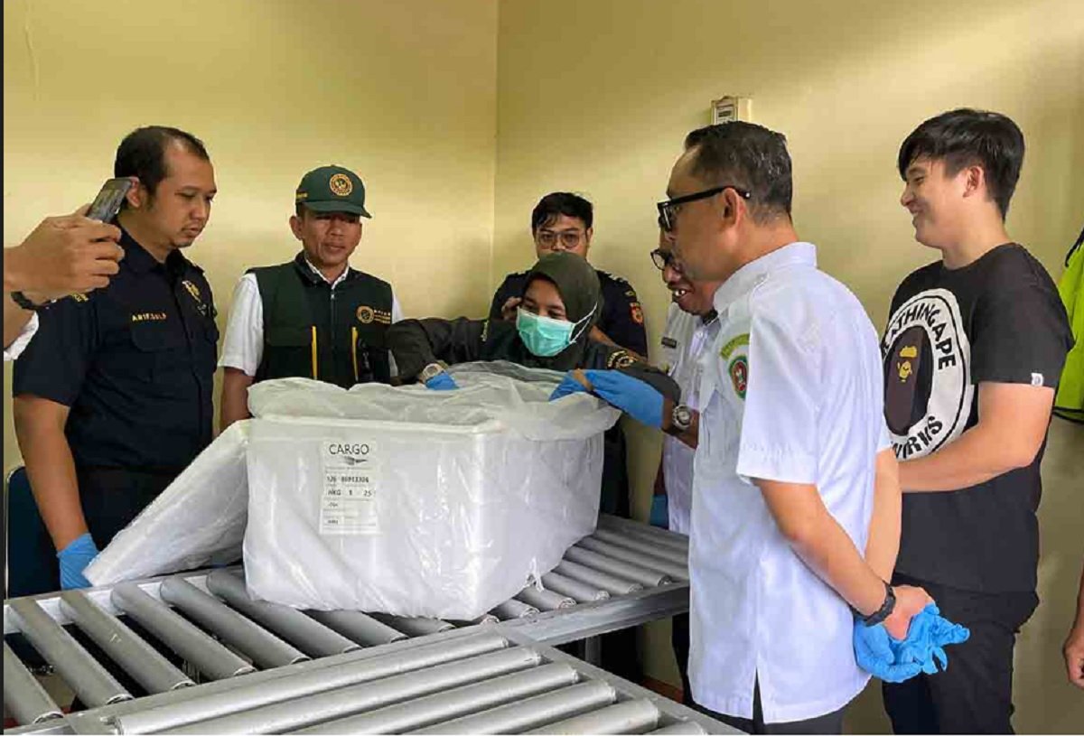 Proses packing ikan kerapu hidup yang siap diekspor ke negara Hongkong