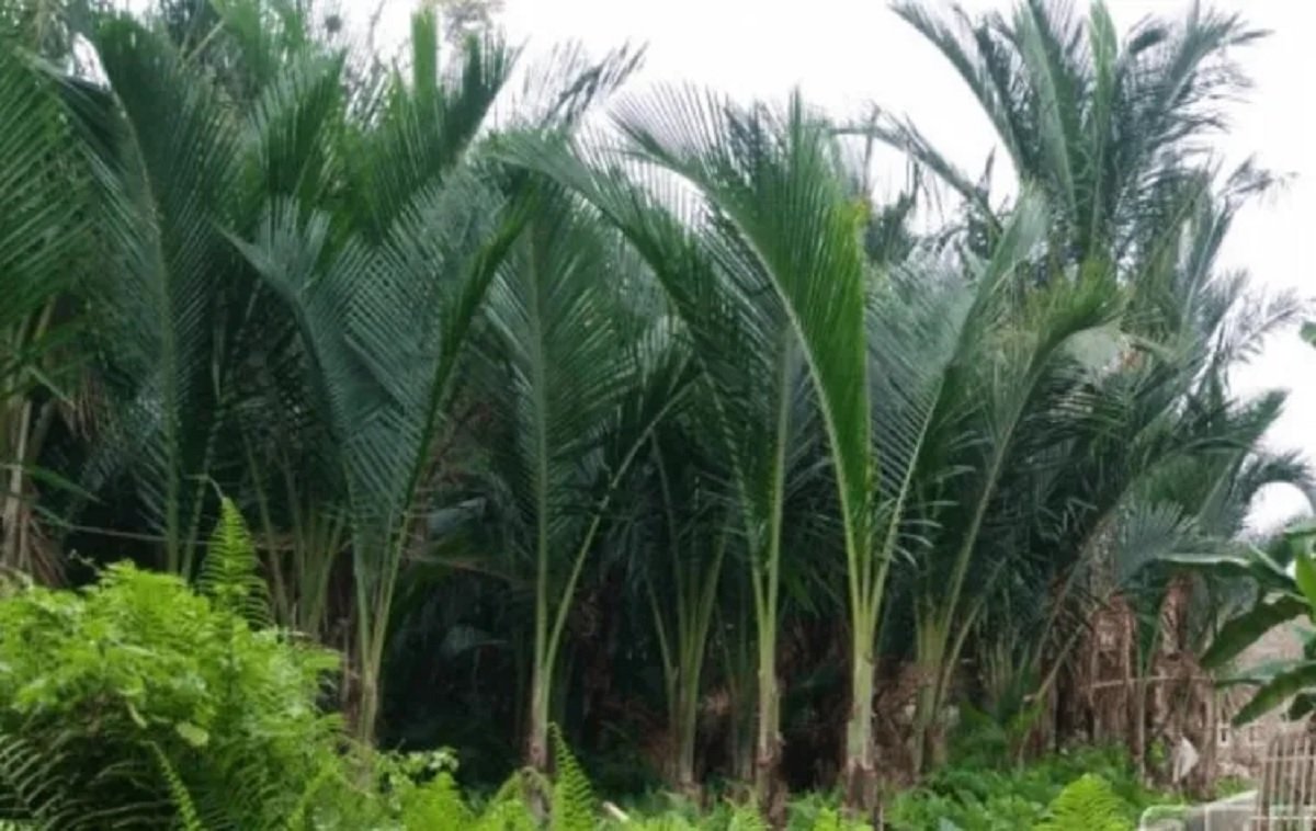 Areal Hutan Sagu