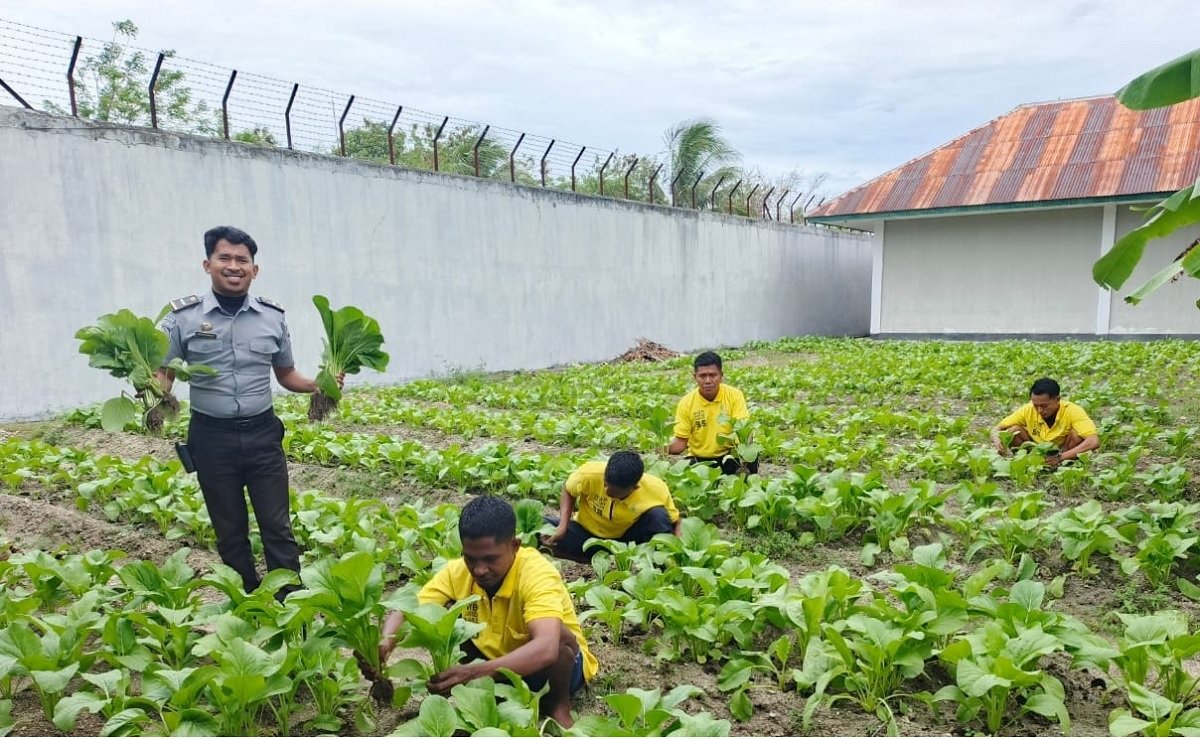 Panen sayuran sawi hasil budidaya warga binaan Lapas Namlea