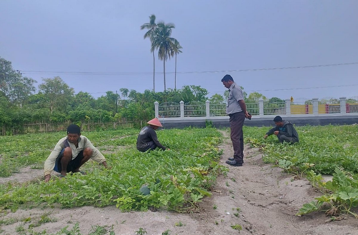 Kebun Semangka milik Lapas Namlea